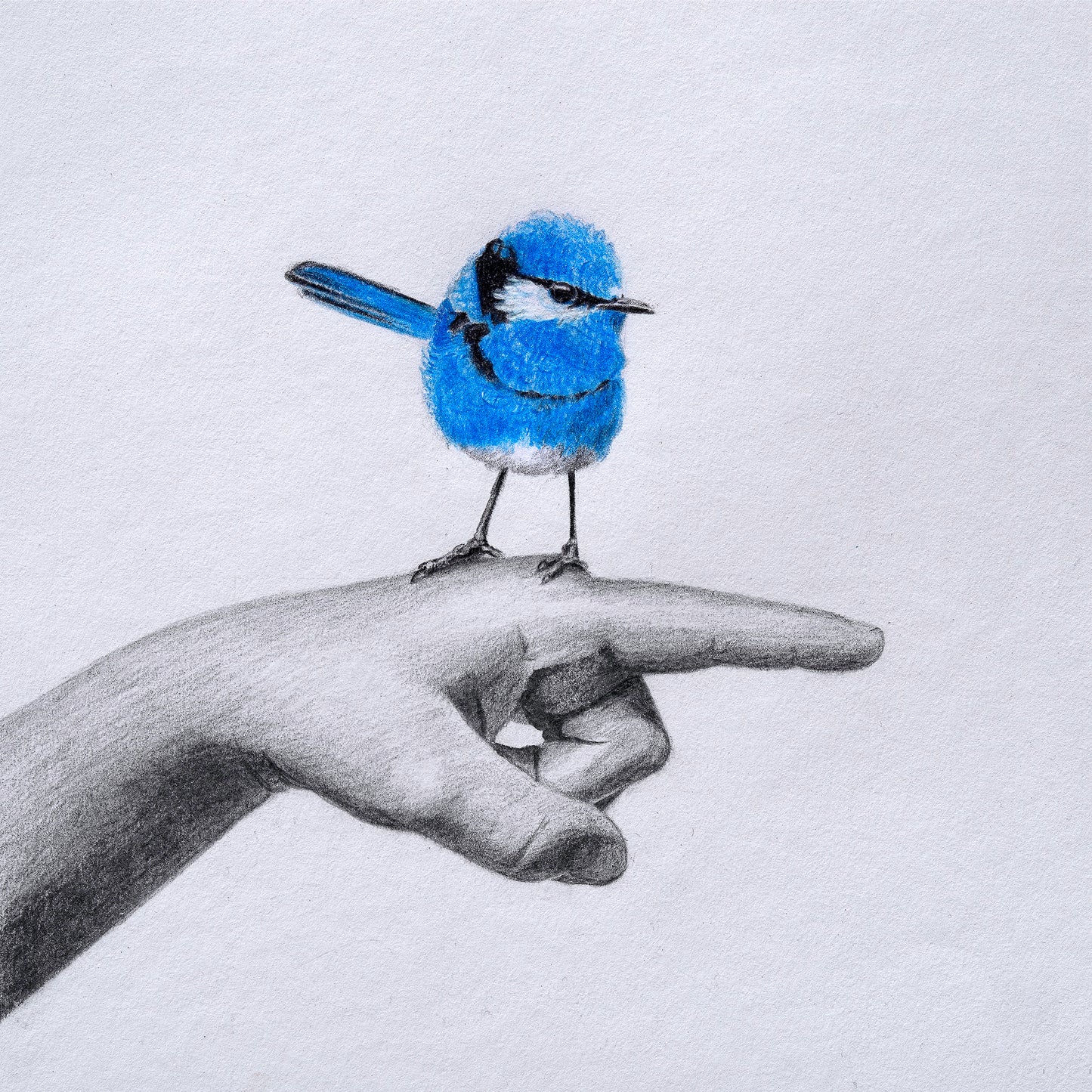 Splendid Fairy Wren print